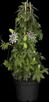Passiflora caerulea (Passiebloem) - afbeelding 8
