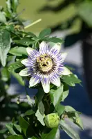 Passiflora caerulea (Passiebloem) - afbeelding 13