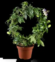 Passiflora caerulea (Passiebloem) - afbeelding 14