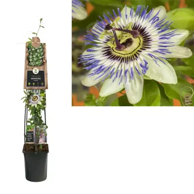 Passiflora caerulea (Passiebloem) klimplant 115cm - afbeelding 1
