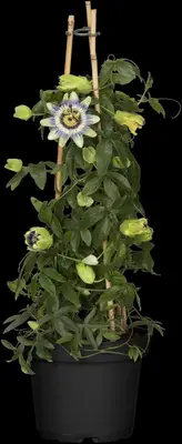Passiflora caerulea (Passiebloem) klimplant - afbeelding 13