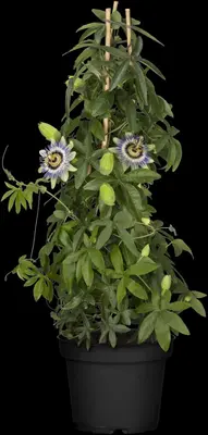 Passiflora caerulea (Passiebloem) klimplant - afbeelding 12