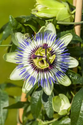 Passiflora caerulea (Passiebloem) klimplant - afbeelding 11