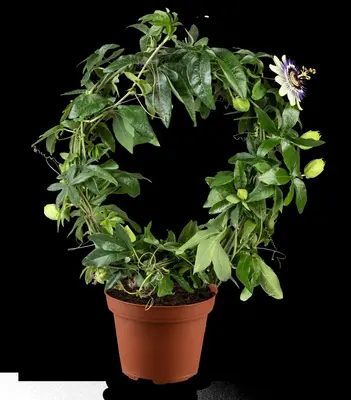Passiflora caerulea (Passiebloem) klimplant - afbeelding 18