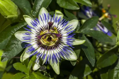 Passiflora caerulea (Passiebloem) klimplant - afbeelding 11