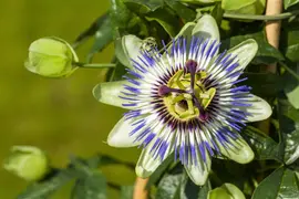 Passiflora caerulea (Passiebloem) klimplant - afbeelding 10