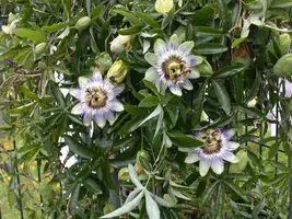 Passiflora caerulea (Passiebloem) klimplant - afbeelding 16