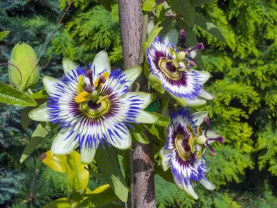 Passiflora caerulea (Passiebloem) klimplant - afbeelding 5