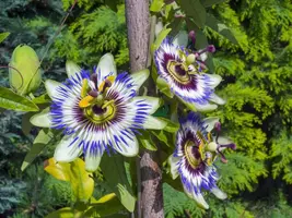 Passiflora caerulea (Passiebloem) klimplant - afbeelding 5
