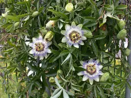 Passiflora caerulea (Passiebloem) klimplant - afbeelding 15