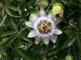 Passiflora caerulea (Passiebloem) klimplant - afbeelding 16