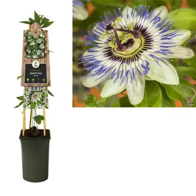 Passiflora caerulea (Passiebloem) klimplant - afbeelding 1