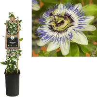 Passiflora caerulea (Passiebloem) klimplant - afbeelding 2