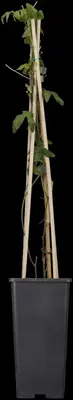 Passiflora caerulea (Passiebloem) klimplant - afbeelding 8