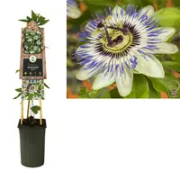 Passiflora caerulea (Passiebloem) klimplant 75cm