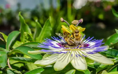 Passiflora caerulea (Passiebloem) klimplant 75cm - afbeelding 3
