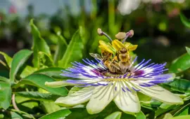 Passiflora caerulea (Passiebloem) klimplant 75cm - afbeelding 2