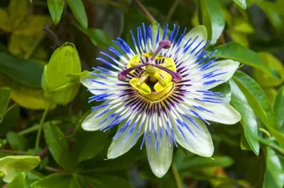 Passiflora caerulea (Passiebloem) klimplant 75cm - afbeelding 4