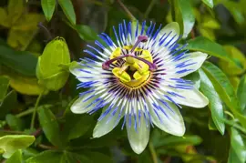 Passiflora caerulea (Passiebloem) klimplant 75cm - afbeelding 4