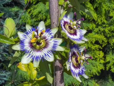 Passiflora caerulea (Passiebloem) klimplant 75cm - afbeelding 4