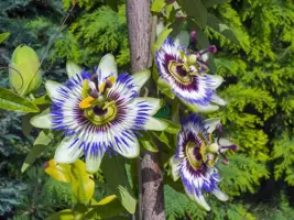 Passiflora caerulea (Passiebloem) klimplant 75cm - afbeelding 4