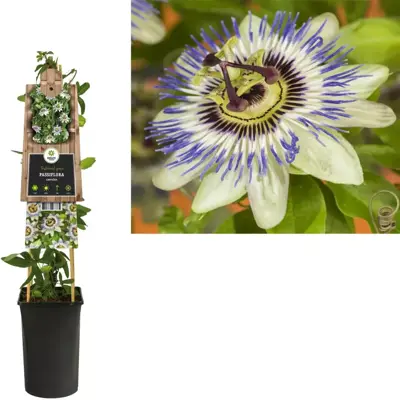 Passiflora caerulea (Passiebloem) klimplant 75cm - afbeelding 2