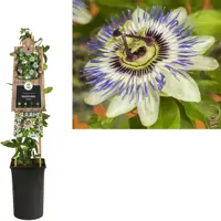 Passiflora caerulea (Passiebloem) klimplant 75cm - afbeelding 2