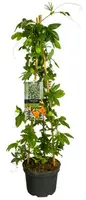 Passiflora caerulea (Passiebloem) klimplant 75cm kopen?