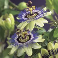 Passiflora caerulea (Passiebloem) klimplant 75cm - afbeelding 6