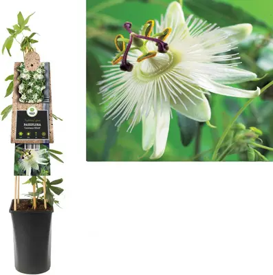 Passiflora 'Constance Elliott' (Passiebloem) klimplant - afbeelding 1