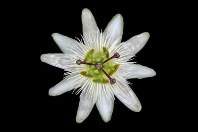 Passiflora 'Constance Elliott' (Passiebloem) klimplant - afbeelding 3