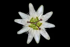 Passiflora 'Constance Elliott' (Passiebloem) klimplant - afbeelding 3