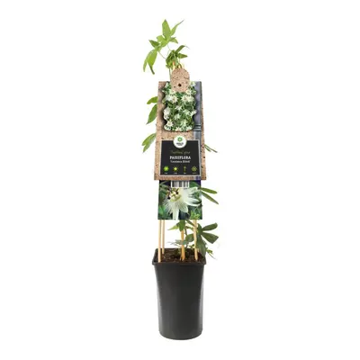 Passiflora 'Constance Elliott' (Passiebloem) klimplant - afbeelding 2