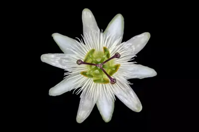 Passiflora 'Constance Elliott' (Passiebloem) klimplant 75cm - afbeelding 3