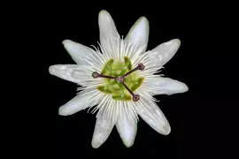 Passiflora 'Constance Elliott' (Passiebloem) klimplant 75cm - afbeelding 3