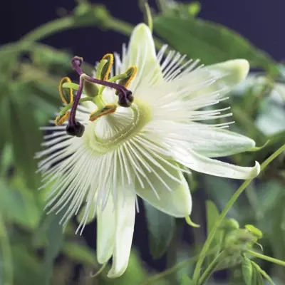 Passiflora 'Constance Elliott' (Passiebloem) klimplant 75cm - afbeelding 4