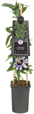 Passiflora 'Damsel's Delight' (Passiebloem) klimplant - afbeelding 3