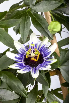 Passiflora 'Damsel's Delight' (Passiebloem) klimplant - afbeelding 8