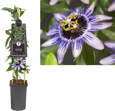 Passiflora 'Damsel's Delight' (Passiebloem) klimplant - afbeelding 1
