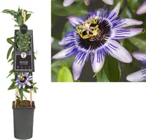 Passiflora 'Damsel's Delight' (Passiebloem) klimplant - afbeelding 1