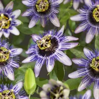 Passiflora 'Damsel's Delight' (Passiebloem) klimplant - afbeelding 2