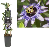 Passiflora 'Damsel's Delight' (Passiebloem) klimplant 75cm - afbeelding 1