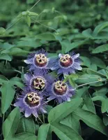 Passiflora 'Purple Haze' (Passiebloem) klimplant - afbeelding 3