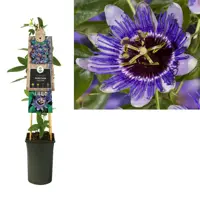 Passiflora 'Purple Haze' (Passiebloem) klimplant 75cm - afbeelding 2