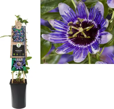 Passiflora 'Purple Haze' (Passiebloem) klimplant 75cm - afbeelding 1