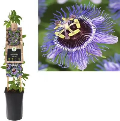 Passiflora 'Purple Rain' (Passiebloem) klimplant - afbeelding 1