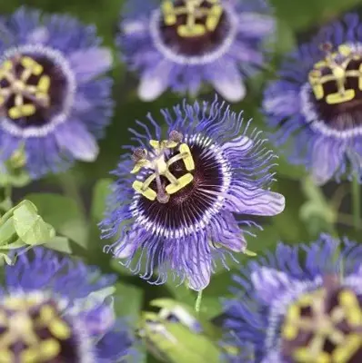 Passiflora 'Purple Rain' (Passiebloem) klimplant - afbeelding 3