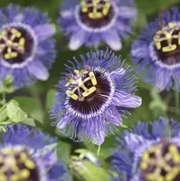Passiflora 'Purple Rain' (Passiebloem) klimplant - afbeelding 3