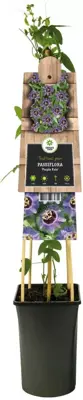 Passiflora 'Purple Rain' (Passiebloem) klimplant - afbeelding 2