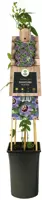 Passiflora 'Purple Rain' (Passiebloem) klimplant - afbeelding 2